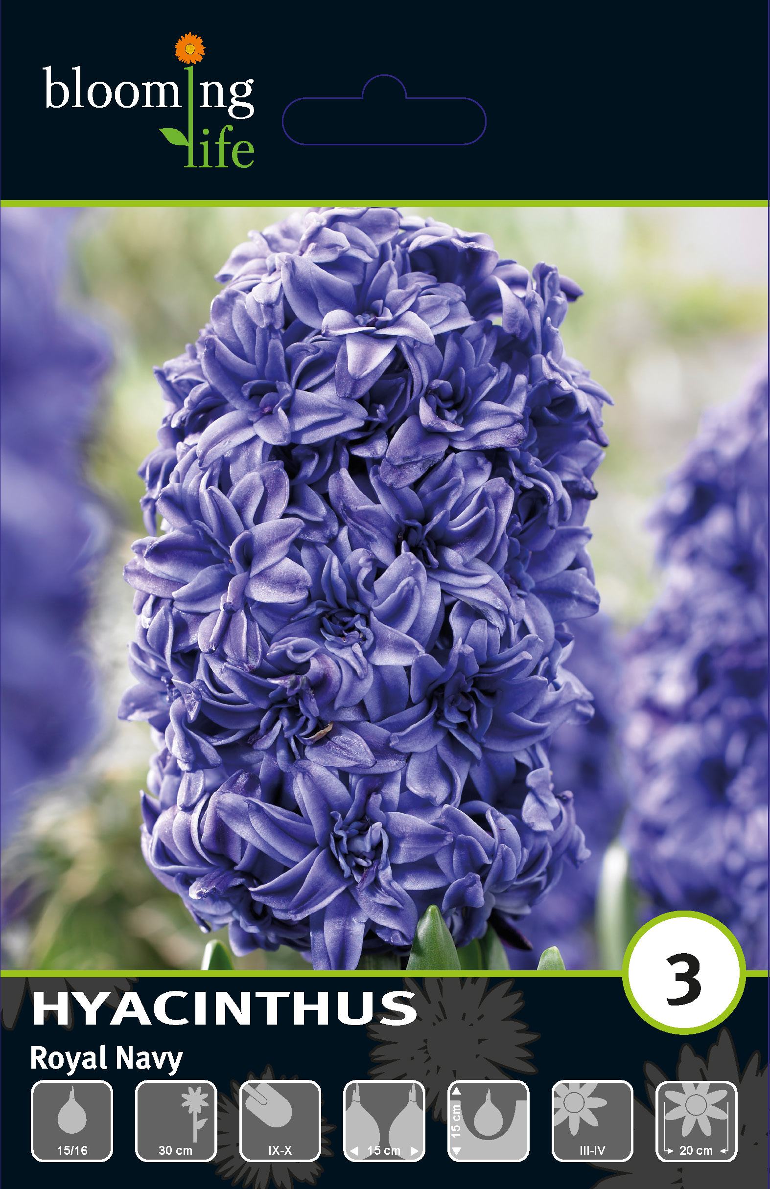 Гиацинт махровый Роял Нэви